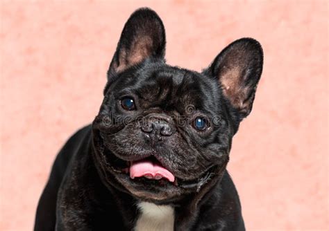 Smiling French Bulldog Stock Photo Image Of French Fawn 44206422
