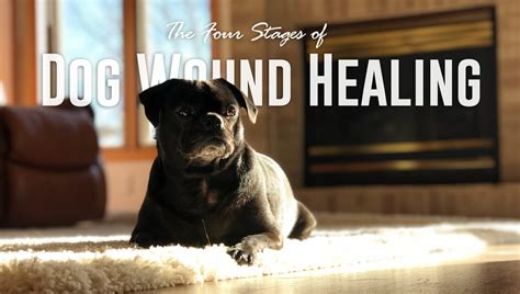 The Four Stages Of Dog Wound Healing Fauna Care