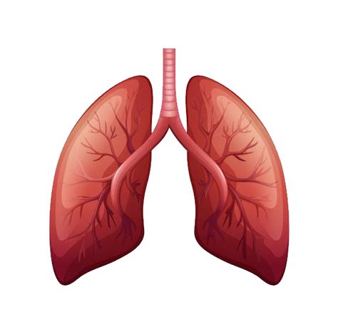 Animated Lungs Png Pic Png Arts Images And Photos Finder
