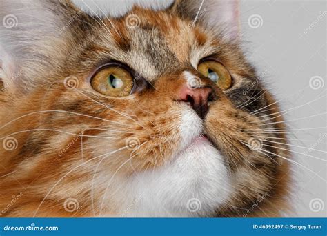 Closeup Ginger Tortie Maine Coon Cat Looking Up Stock Image Image Of