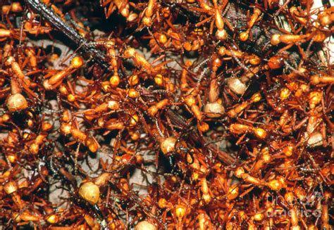 Army Ants Eciton Sp Swarming On Forest Floor Photograph By William