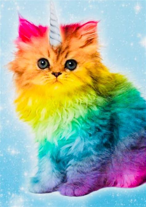 Pin By 🎀💗katrina💗🎀 On Kittens Rainbow Kittens Cute Cats Rainbow Cat