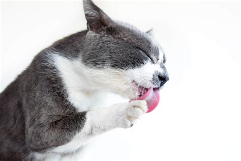 Why Are Cat Tongues Rough Its Not Just For Grooming
