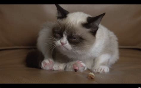 Tard The Grumpy Cat Speaks And Not Surprisingly Its