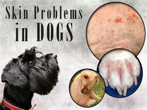 Common Skin Issues In Dogs Petsworldpk Pet Clinic