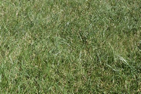 Types Of Creeping Lawn Weeds And How To Get Rid Of Them 2022