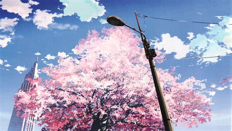 Sakura Tree Anime Scenery Scenery Anime Cherry Blossom