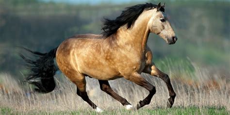 Mustang Beautiful Buckskin Horse Beautiful Buckskin Gelding Expired