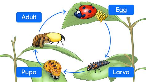 Newsela The Life Cycle Of A Ladybug