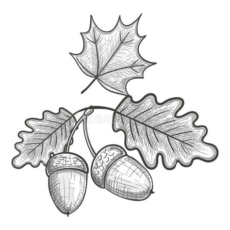Sketch Of An Oak Leaf And Acorn Stock Vector