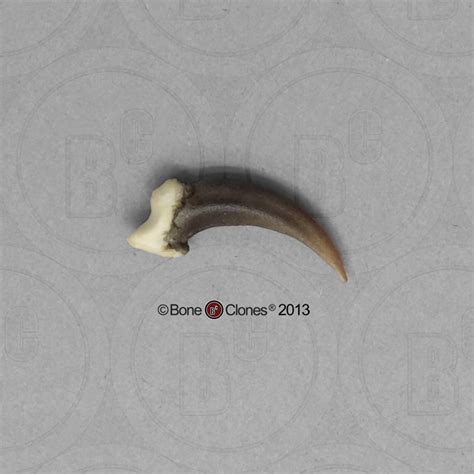 Gray Fox Claw Bone Clones Inc Osteological Reproductions