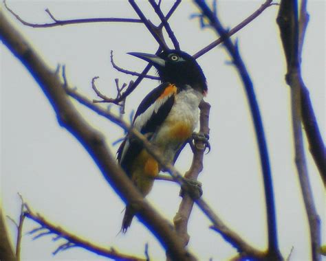 Turpial Venezolano Venezuelan Troupial Icterus Icterus Flickr