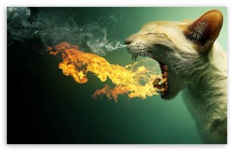 Cat Blowing Fire Flames From Mouth Wallpaper Animals
