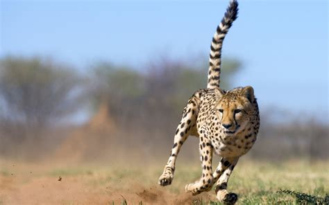 Read our privacy policy and cookie policy to get more information and learn how to set up your preferences. Free Scenery Wallpaper - A Running Cheetah in Full Speed! | Free Wallpaper World
