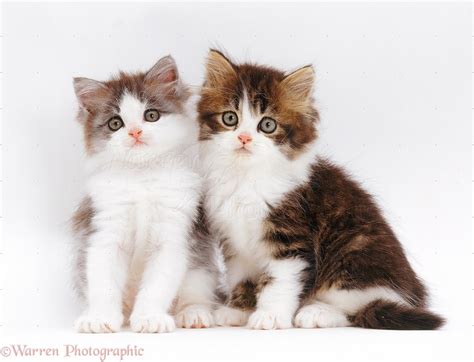 Two Cute Kittens 5 Weeks Old Photo Wp22203