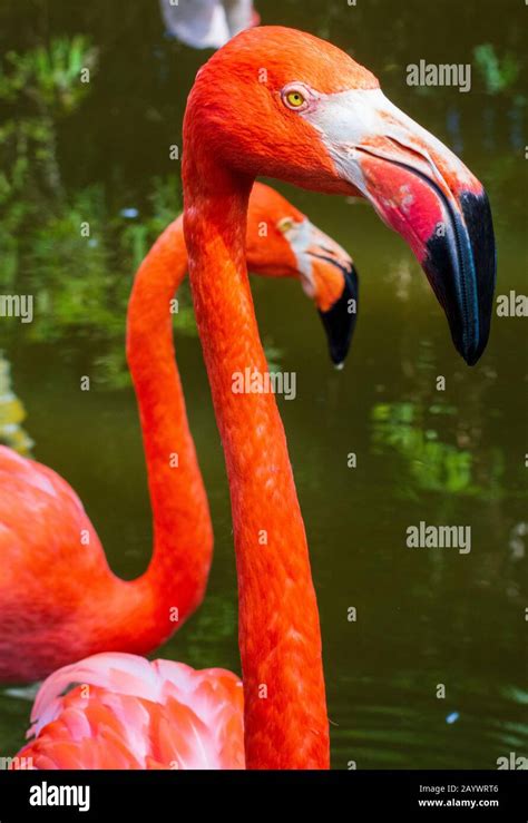 Pink Flamingos In Water Tropical Bird Photography Flamingos Close Up