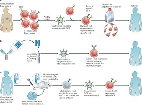 Adoptive Immunotherapy For Cancer Harnessing The T Cell Response Semantic Scholar