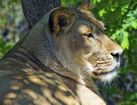 Akron Zoo 06 06 2014 Lion 19 Lioness Akron Zoo David Ellis Flickr