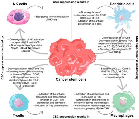 Ijms Free Full Text The Role Of Cancer Stem Cells And Their