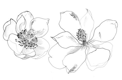 How To Draw A Magnolia Flower At How To Draw