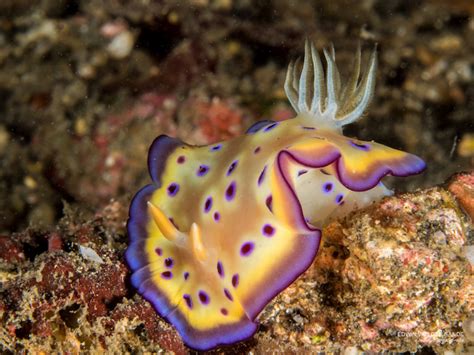 Ultimate Guide To Nudibranch Of North Sulawesi Part Imurex Dive Resorts