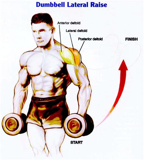 Want Wider Shoulders The Three Most Effective Methods To Increase