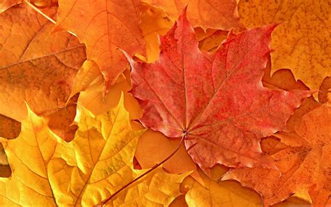 Oak Leaves Mac Wallpaper Download Allmacwallpaper