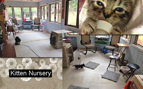 upstate sc kitten mom is building a kitten nursery posted may 25 2014 kezia osborne is busy