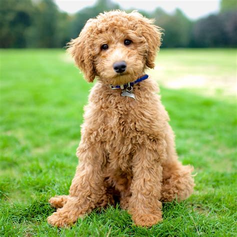 Like Puppies Meet The Cutest Labradoodle Ever Max Photo Credit