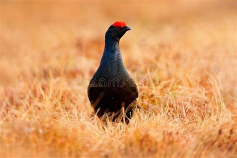 Raça Preta No Pinheiro Nice Bird Grouse Tetrao Tetrix Em Pântano