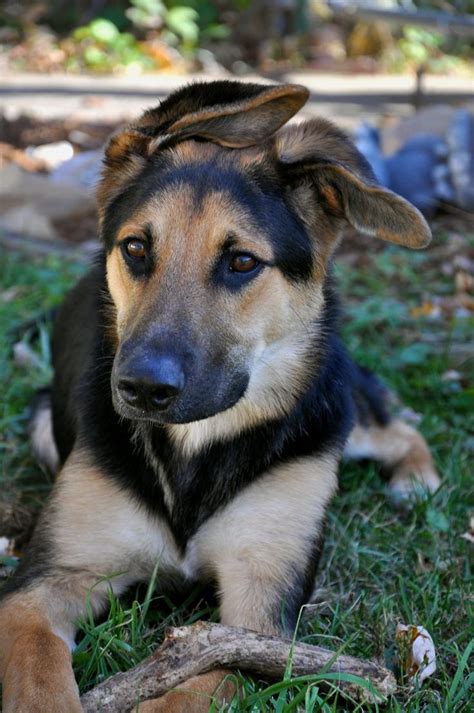 Mutt German Shepherd Border Collie Mix Fuzzies Pinterest