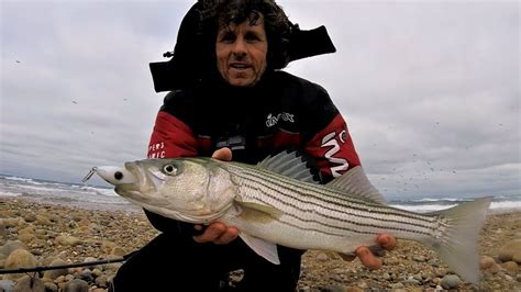 Striped Bass Lure Fishing👉 Catching Striper On Long Casting Lures In