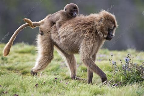 Female Gelada Baboon Carrying Her Infant Stock Image C0229262