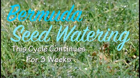 Learn how often, how long and the best times to water new grass seeds. Southern Lawn Rehab - Bermuda - Watering Grass Seed - YouTube