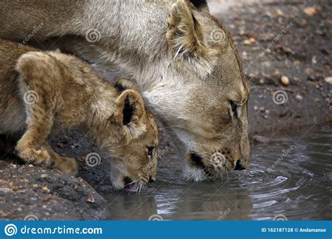 Lion And Her Cub Drinking From A Puddle Stock Photo Image Of Game