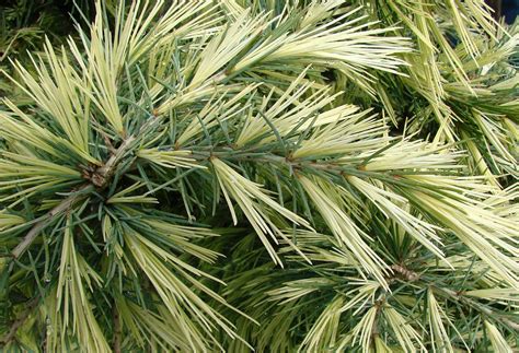 Deodar cedar is an evergreen coniferous large tree of impressive habit. Cedrus deodara Deep Cove - The Site Gardener