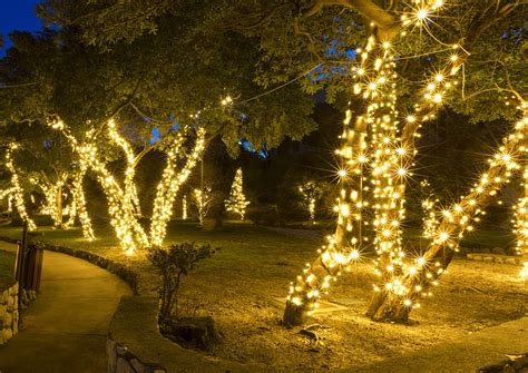 How To Put Christmas Lights In Outdoor Trees
