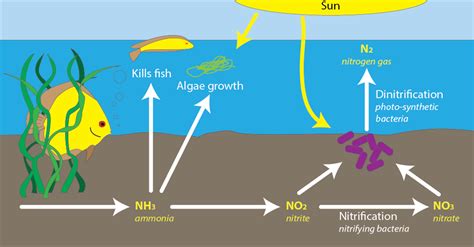 Beneficial Bacteria Of The Nitrogen Cycle In Aquariums
