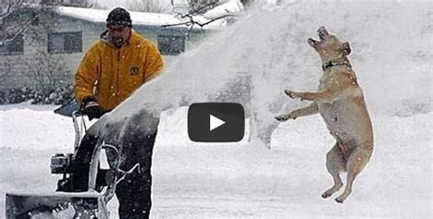 Funny Dogs And Cats Playing In The Snow Funny Animal