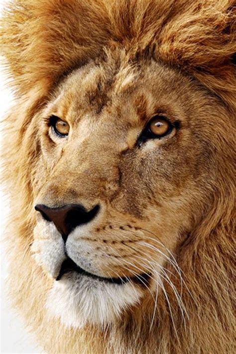 4k lioness wallpaper hd for laptop. OSx Lion Wallpaper 4K for Mobile Android iPhone | Lion ...