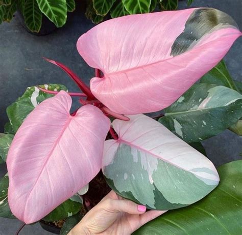 Pink And Green Leaf Plants