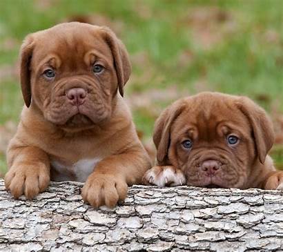 Puppies Wallpapers Background Puppy Mobile Phone Screensavers