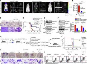 Trib3 Promotes Apl Progression Through Stabilization Of The Oncoprotein