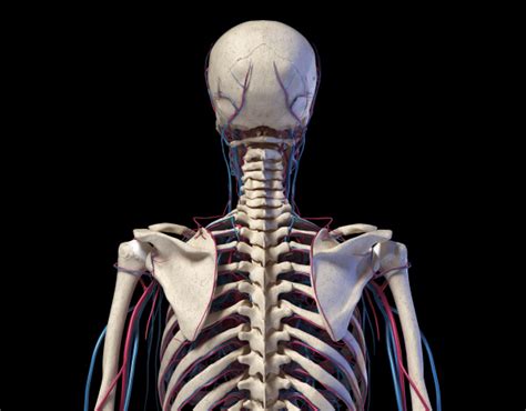 Anatomia Do Tronco Humano Esqueleto Com Veias E Stockphoto 27286791