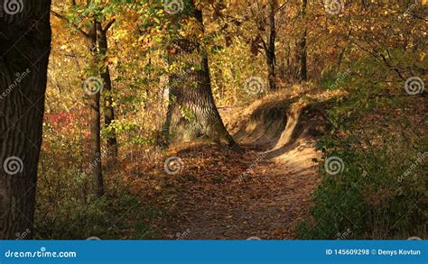 Beautiful Autumn Forest In Sunlight Stock Photo Image Of Flora Park
