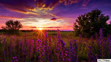 beautiful sunset in flower field 2k wallpaper download