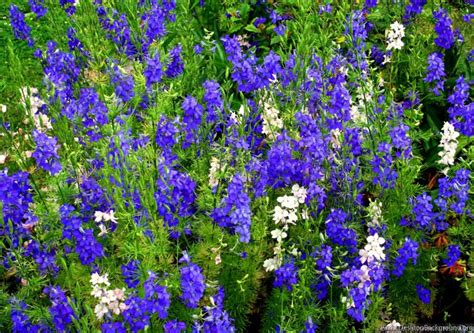 Blue Spring Flowers Names Wallpapers Desktop Background