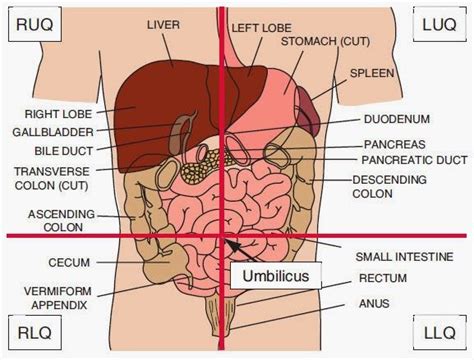 The commonly abdominopelvic region is divided into four quadrants and nine regions. abdominal organs by quadrant | Anatomy organs, Radiology ...