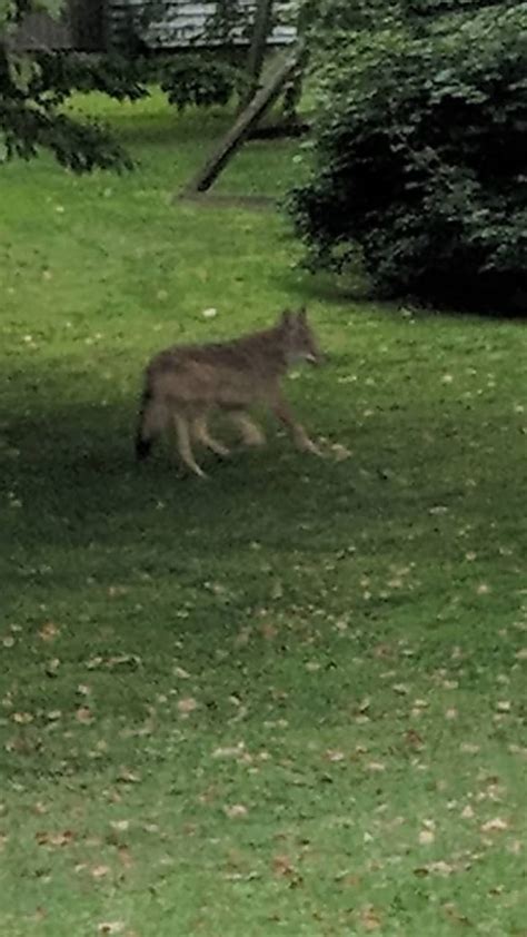 Photos New Coyote Sighting Reported In Westchester Backyard Yonkers