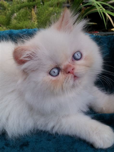 He has beautiful blue eyes, a. Flame point Himalayan Male kitten *SOLD* | Liz Top Cat